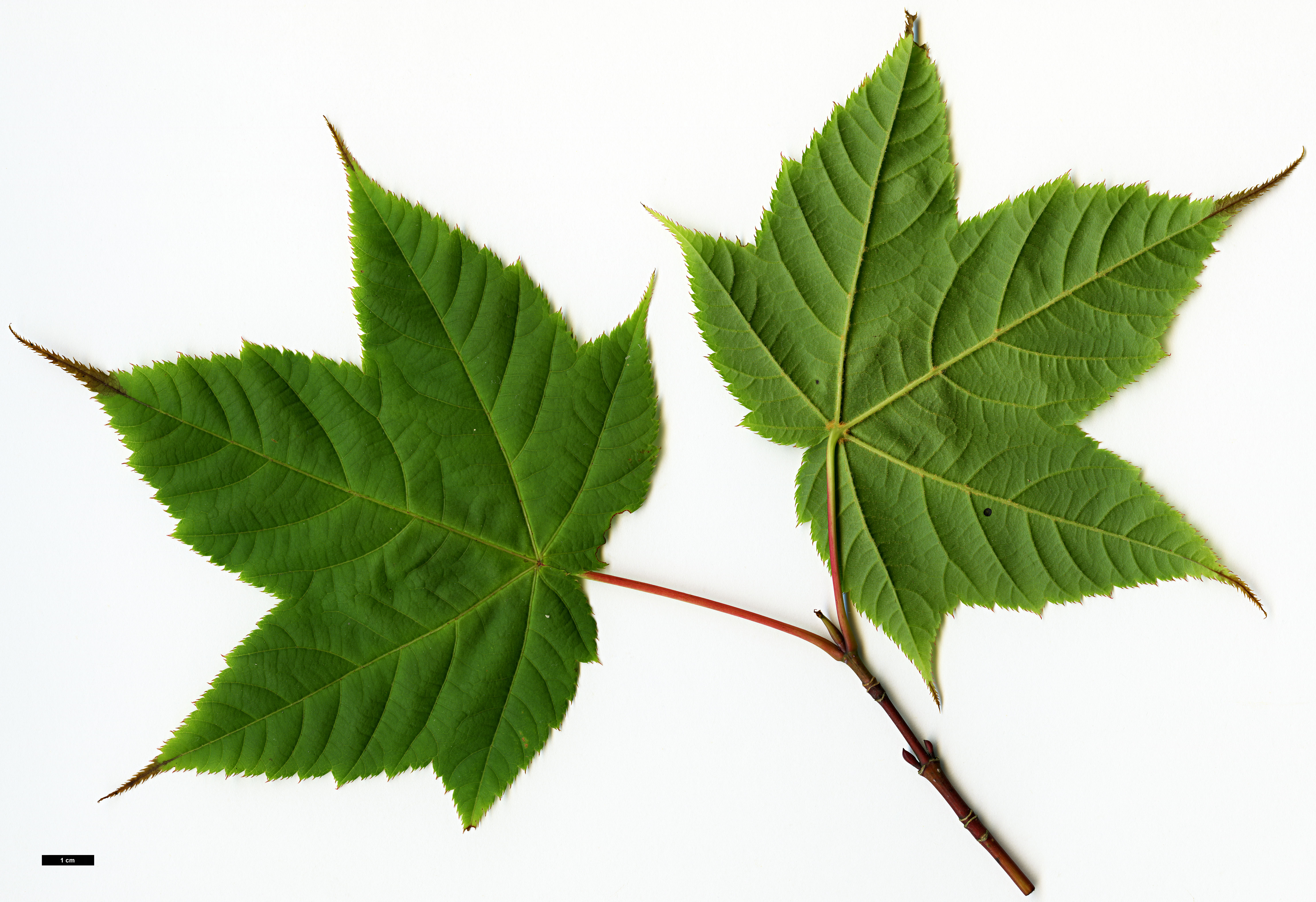 High resolution image: Family: Sapindaceae - Genus: Acer - Taxon: HWJ 569